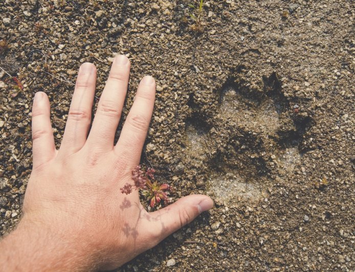 Spot a Mountain Lion on the Trail? Here Are Some Survival Tips