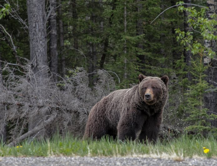Banff Grizzly ‘The Boss’ Removes Tracking Collar Within a Week