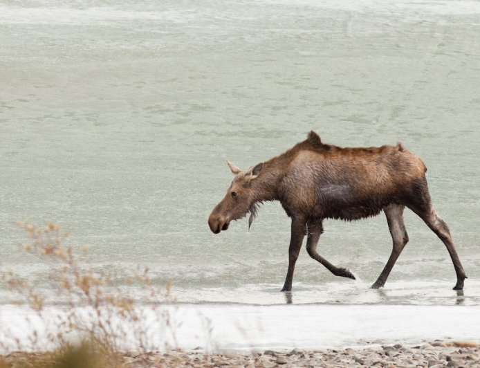 Hiker Stumbles Upon Moose Stuck in Frozen Lake (Video)