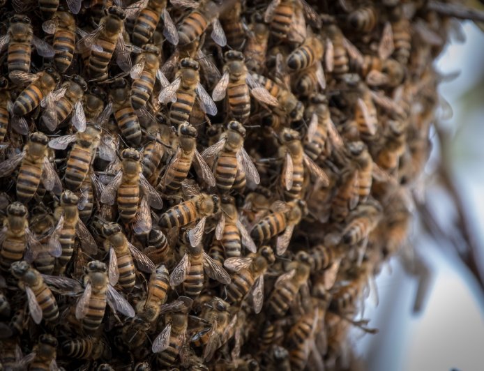 Millions of Bees Escape After Truck Tips in Texas Neighborhood