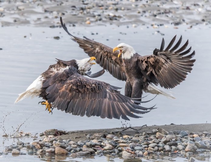 WATCH: Bald Eagles Wrestle in the Street in Vermont