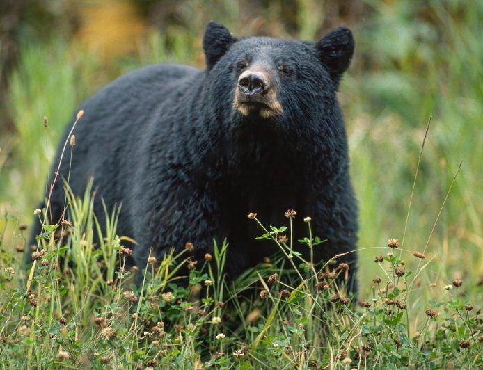 Tourists Encounter Bear on Bridge in Glacier National Park (Video)