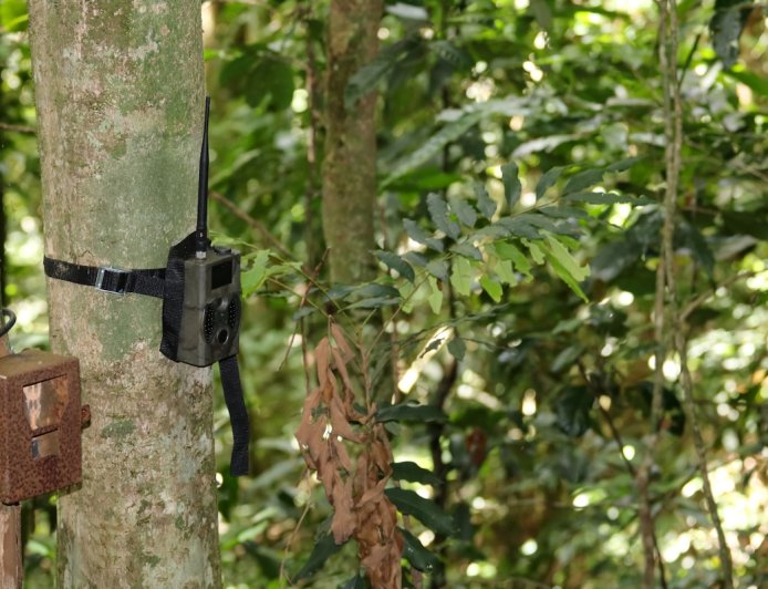 Rare ‘Ghost Dog’ Spotted on Trail Cam in the Amazon