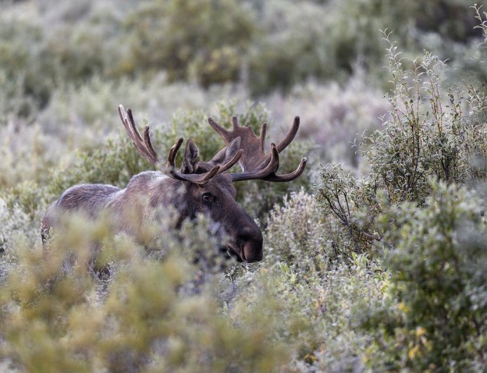 Viral Video: Moose Attacks Dirt Biker on Trail in Canada
