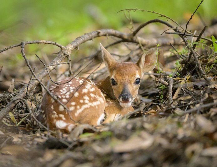 Can You Find the Camouflaged Fawn in This Photo?
