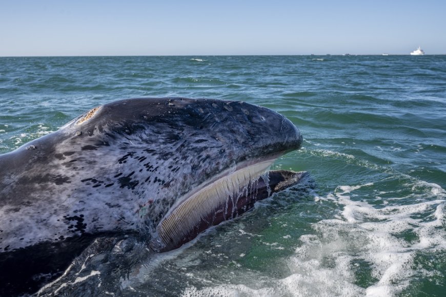 WATCH: Gray Whale Knocks Hydrofoil Rider off Board