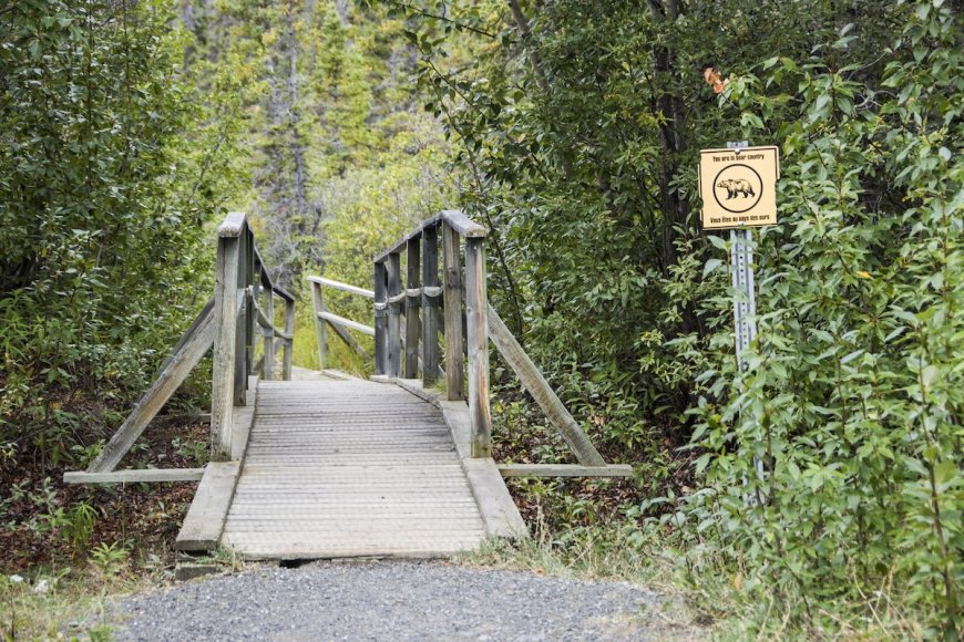 Bear Surprises Man by Crossing Bridge Right Next to Him (Video)