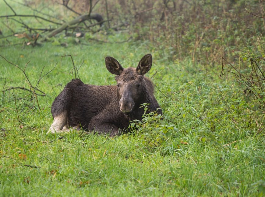 WATCH: Helpful Citizen Lifts Baby Moose Over Traffic Barrier