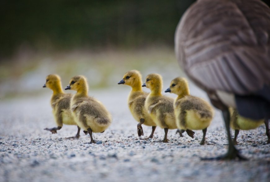 Police Officers and Good Samaritans Save Family of Geese
