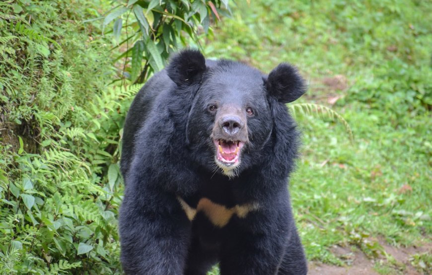 WATCH: Aggressive Bear Chases Man in Japan