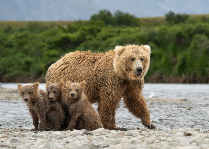 ‘Magic on the Trail’: Grizzly Family Swimming in the Lake (Video)