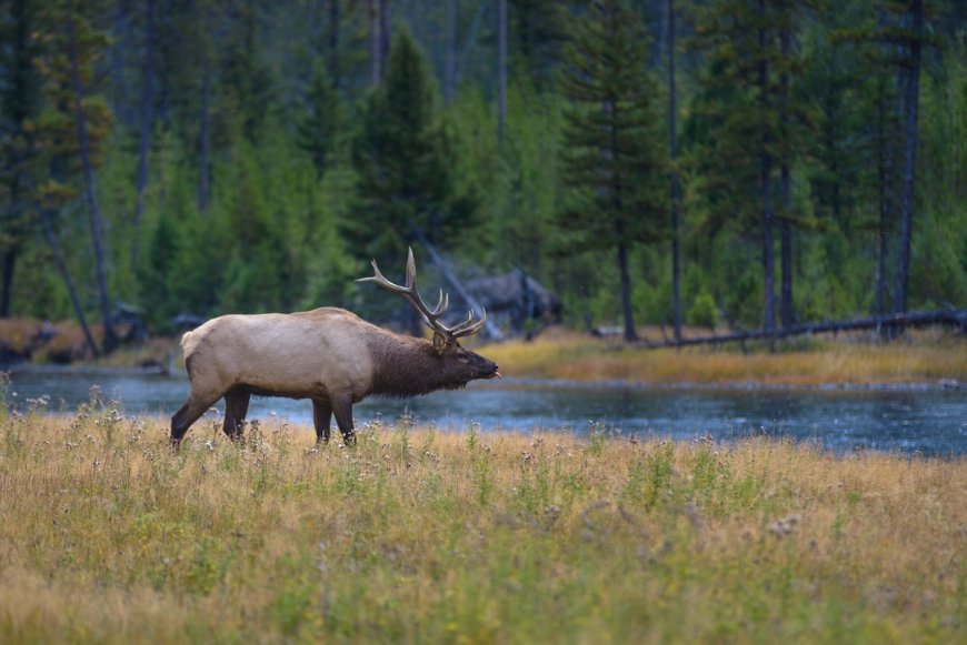 WATCH: Moose Crosses River in Front of Grizzly Bear
