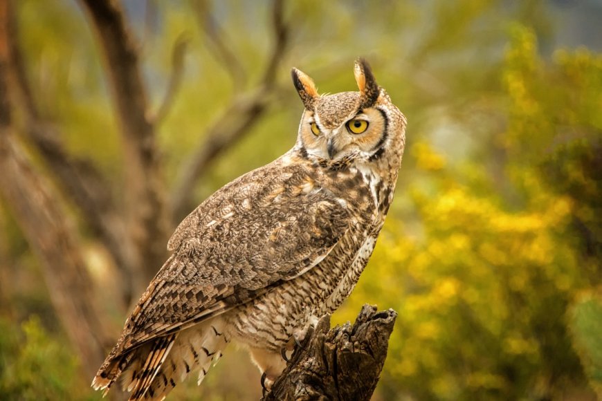 ‘What’s Going on Here?’: Owl Sits on Snake in Confusing Video