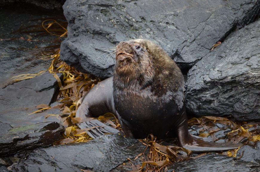 Massive Sea Lion Emerges From Dumpster ‘Like a Giant Slug’