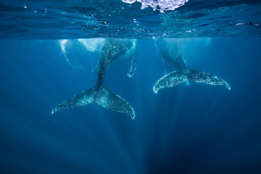 Blue Whale vs. Humpback—the Size Difference Is Shocking