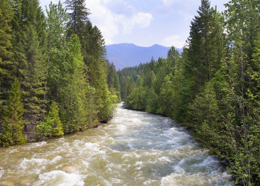 Intense Footage Shows Bear Getting Swept Down River (Video)