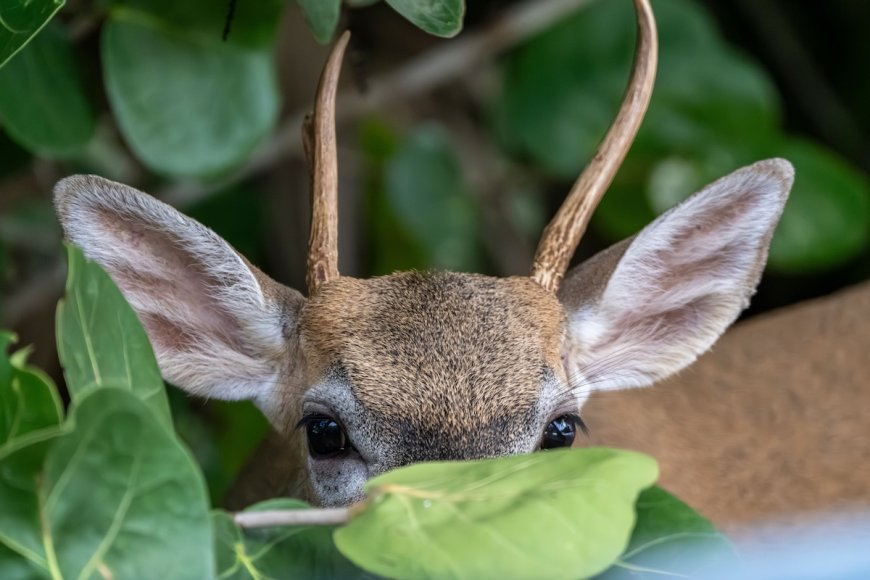 It’s Nearly Impossible to Find the Deer Hidden in This Photo