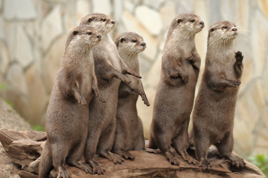 Sound on: Otters Put on Hilarious ‘Rager’ for State-Park Trail Cam