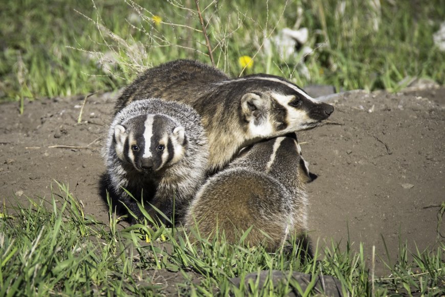 Rare ‘Clan’ of Badgers Hangs out on the Side of Road in California
