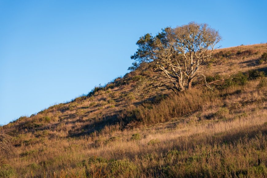 Can You Find the Large Predator Hiding in the Grass?