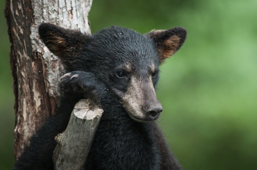 Three Baby Bears Wander Onto California Porch (Video)