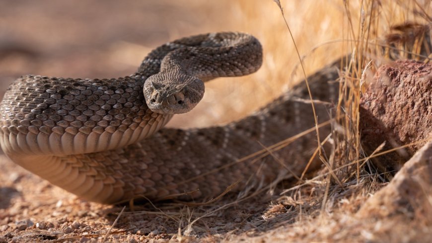 WATCH: Squirrel Faces off With Snake to Protect Its Burrow