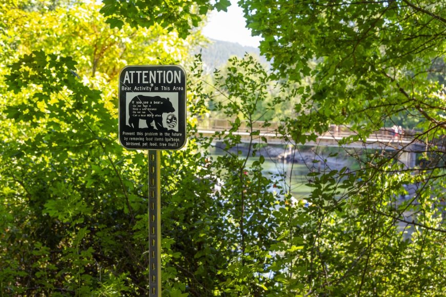 Teen Speaks out About Terrifying Bear Attack on Washington Trail