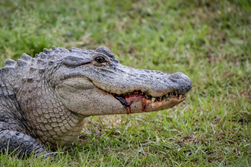 Terrifying Video Shows Moment Gator Grabs Woman by the Arm