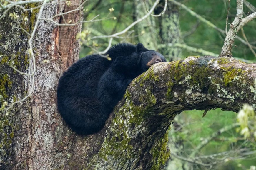 WATCH: Team of Officers Catch Bear Falling From Tree