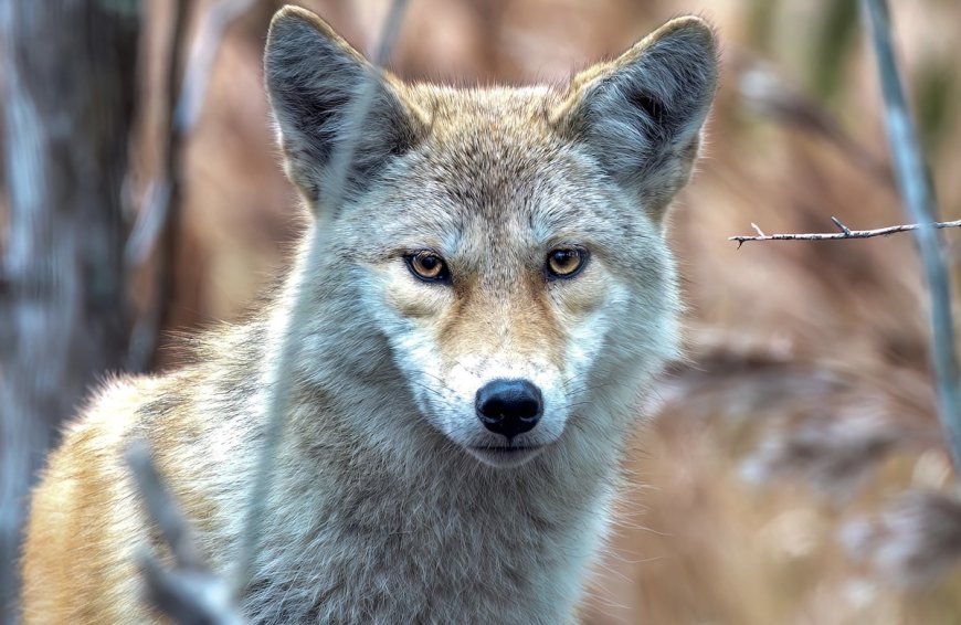 Viral Video: Coyote Discovered in a Middle-School Bathroom