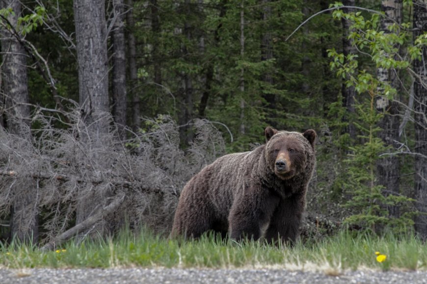 Banff Grizzly ‘The Boss’ Removes Tracking Collar Within a Week
