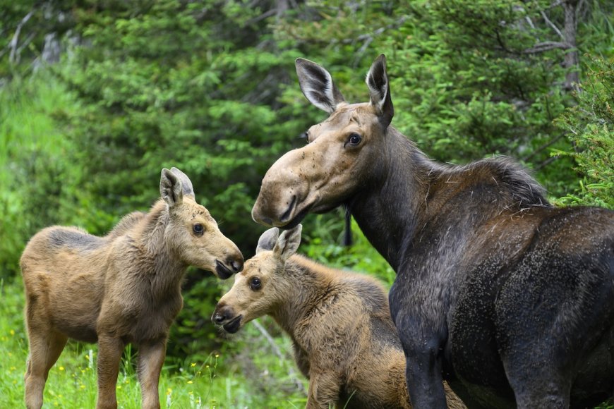 Beloved Moose Mom Shows up With Rare Triplets (See Photos)