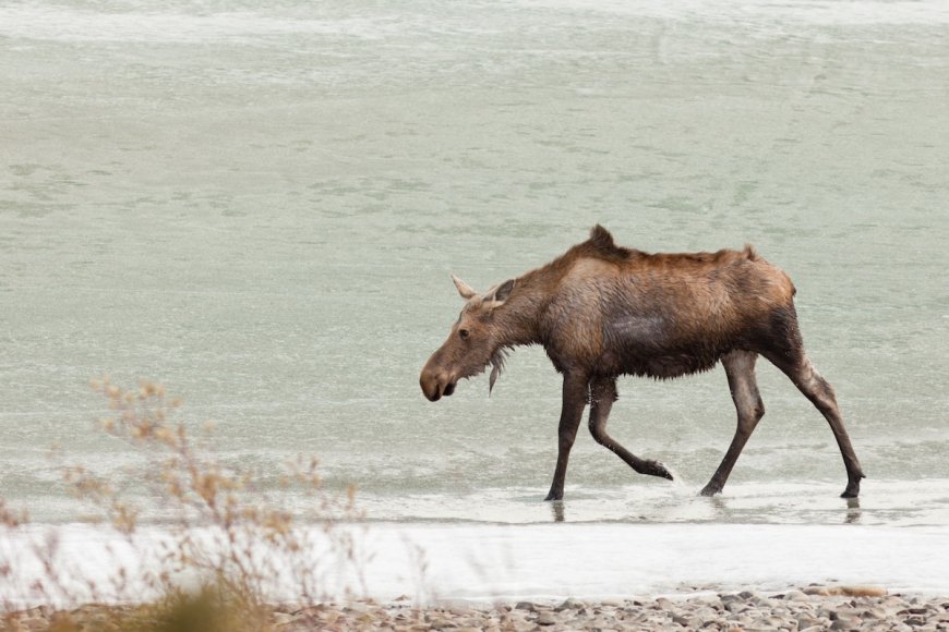Hiker Stumbles Upon Moose Stuck in Frozen Lake (Video)