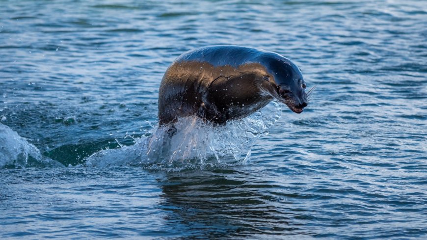‘Keep Paddling!’: Sea Lion Leaps Into Canoe Paddlers During Race