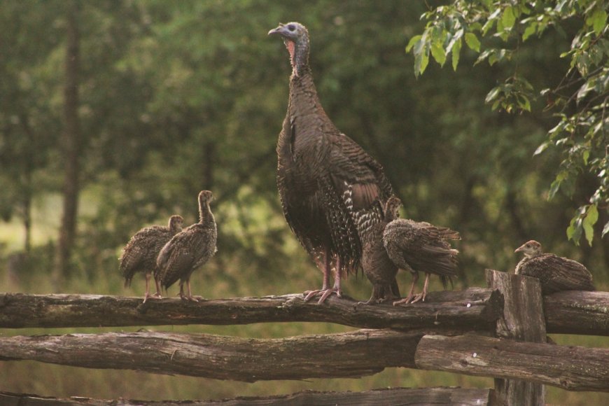 Wild Turkey Mom Creates ‘Umbrella’ to Protect Babies (Video)
