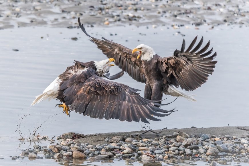 WATCH: Bald Eagles Wrestle in the Street in Vermont