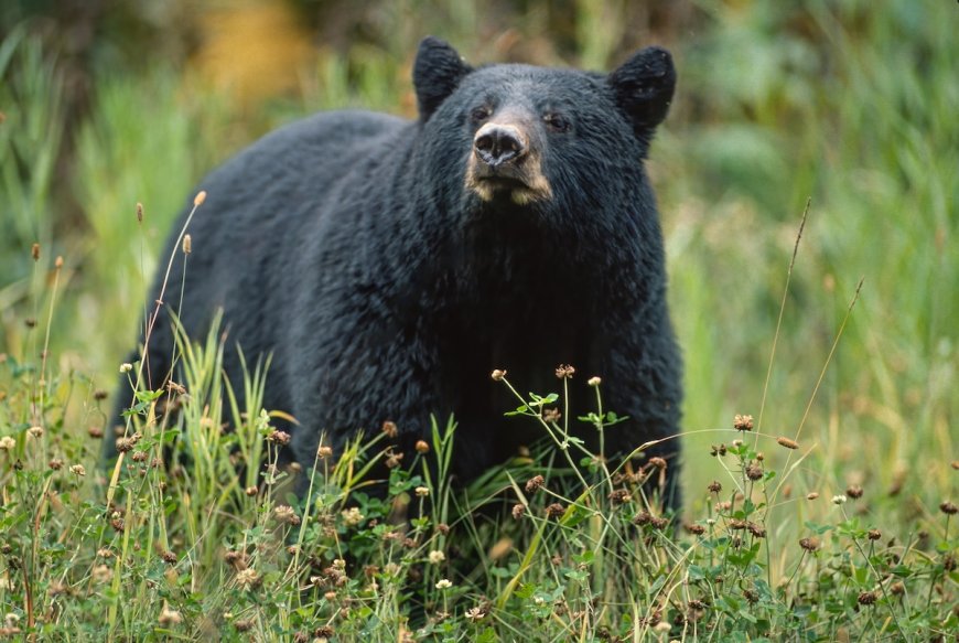 Tourists Encounter Bear on Bridge in Glacier National Park (Video)