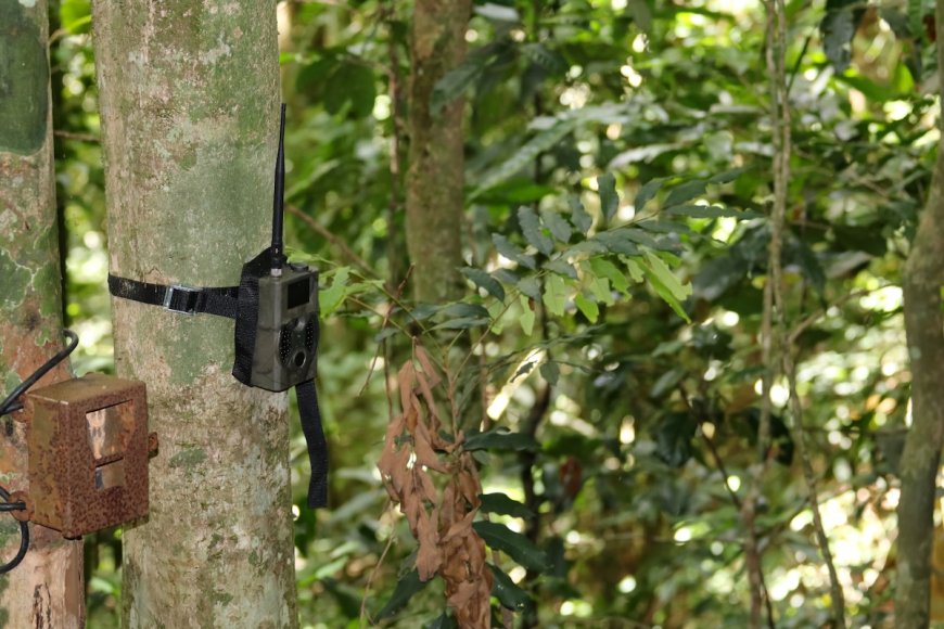Rare ‘Ghost Dog’ Spotted on Trail Cam in the Amazon