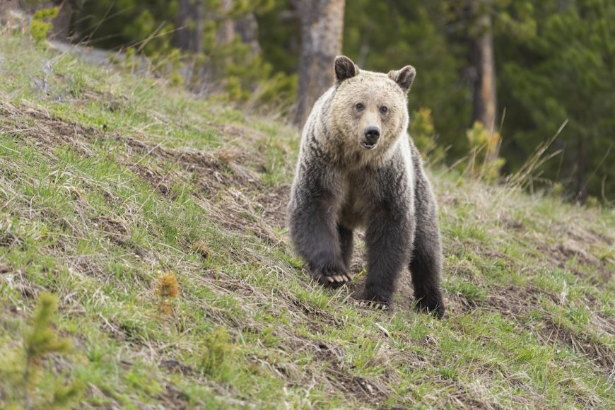 Woman From Viral Grizzly-and-Dog Video Speaks Out