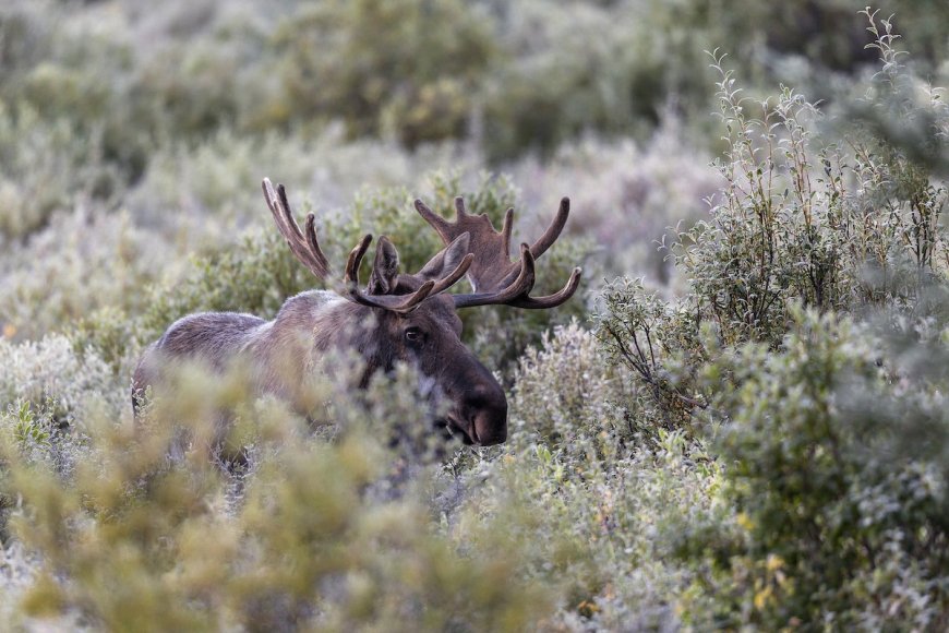 Viral Video: Moose Attacks Dirt Biker on Trail in Canada