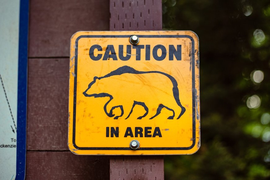 WATCH: Bears Break Into Locked RV at Campground