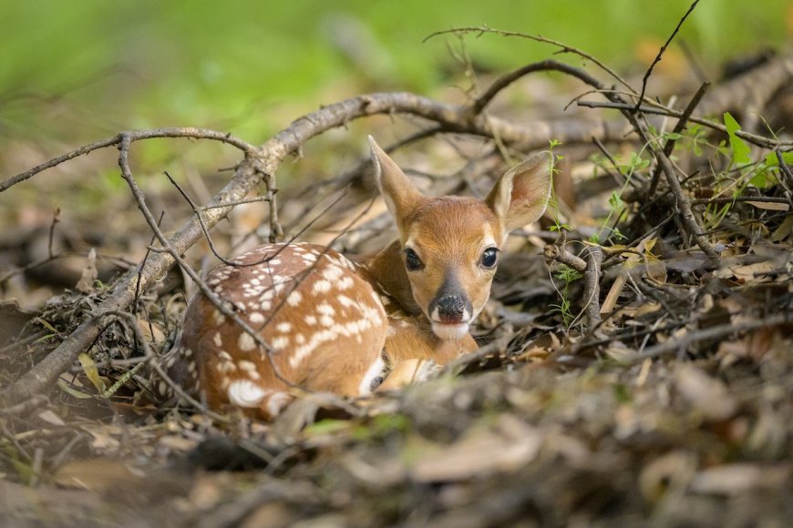 Can You Find the Camouflaged Fawn in This Photo?