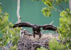 Famous Bald Eaglets Fledge and ‘Fludge’: See Latest Updates