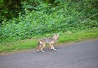 Caught on Security Cam: Coyote Plays Soccer in Backyard