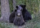 WATCH: Bear Cubs Fight as Mom Looks on in British Columbia
