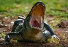 Woman Dies in Horrific Alligator Attack in Florida