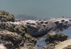 Couple That Tried to Save Man From Crocodile Attack Speaks Out