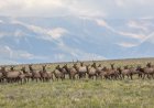 ‘Average Drive in Evergreen’: Elk Play on Colorado Soccer Field