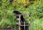 ‘Best Day of My Life’: Viral Coffinboarder Encounters Bear