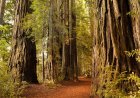 Man Arrested for Stealing Old-Growth Redwood From State Park